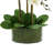 Kerwin Organic Modern Orchid Arrangement