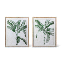 Plants & Flowers