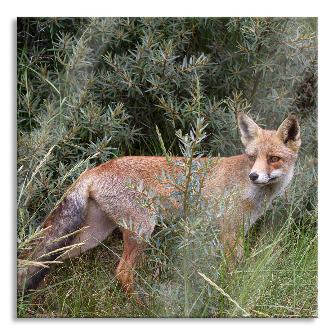 Glasbild Fuchs im Strauch