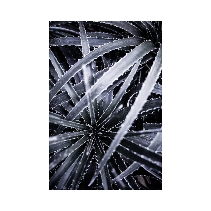 Cactus III by Mareike Böhmer - Wrapped Canvas Print, 20.32 cm H x 30.48 cm W