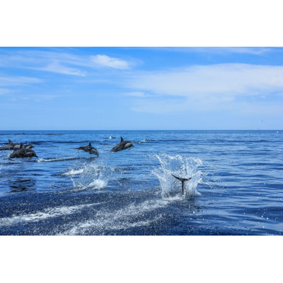 Goodfield " Pod Of Dolphins Jumping "