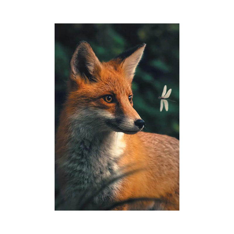 Fox Dragonfly by Zenja Gammer - Print on Canvas, Wrapped Canvas, 20.32 cm H x 30.48 cm W