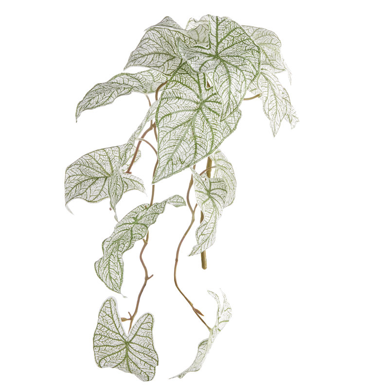 Caladium Spiller Stem
