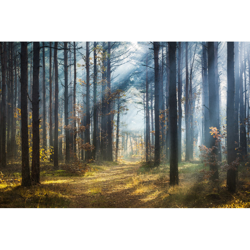 Misty Spring Forest by Konradlew, 24" H x 36" W