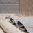 6X9 Natural Area Rug - Indoor/Outdoor Traditional. Stain , Non-Shedding. And Pet . Various Colors & Sizes Option. Easy Maintenance. . 0.27In Medium Pile. Cotton Backing. Polypropylene. 21Lb. 93In X-979203696