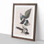 American Magpie by John Audubon - Single Picture Frame Painting-55544837-55544839