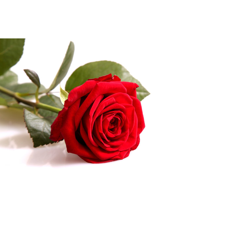 «Red Rose» par Milak - Photographie sur toile tendue, H 8 po x l 12 po