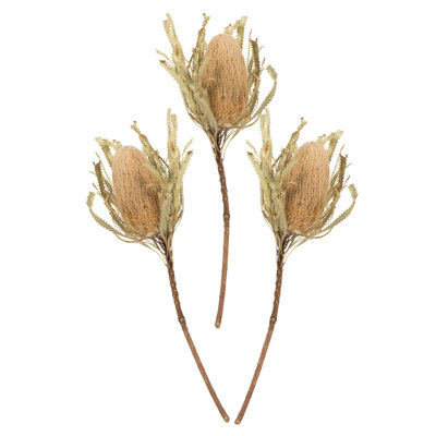 12" Jumbo Banksia Flower with Stem Dried