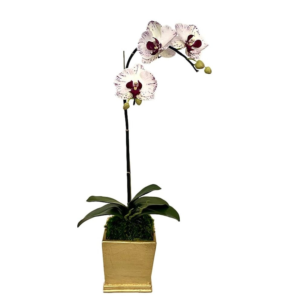 Primrue Orchid Arrangement in Planter - Wayfair Canada