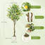 Citronnier artificiel 5 pi avec fruits et lumières réalistes, plante d'intérieur artificielle pour le bureau personnel