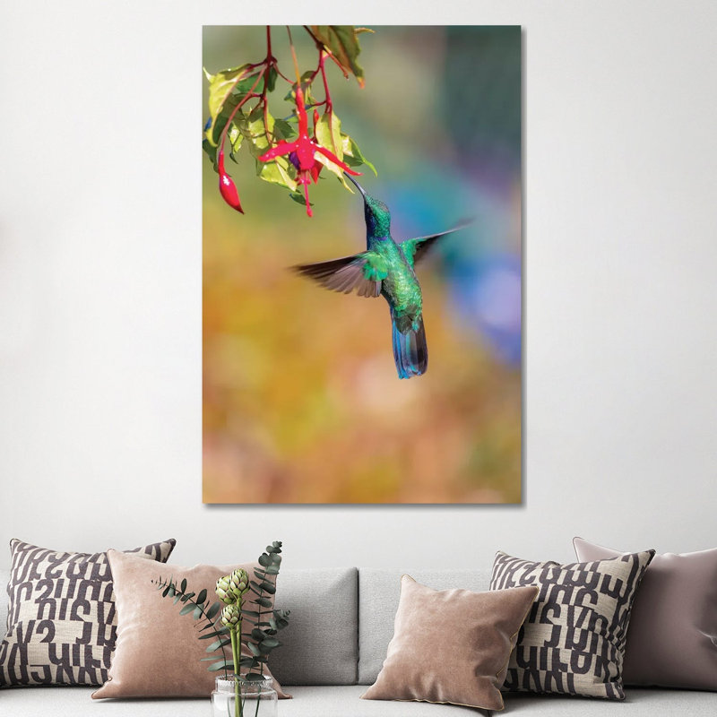 Central America, Costa Rica. Male Lesser Violetear Hummingbird Feeding. by Jaynes Gallery - Wrapped Canvas Gallery-Wrapped Canvas Giclée