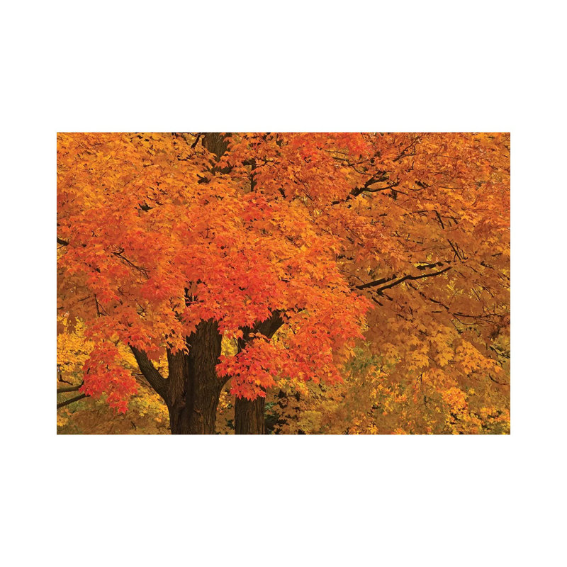 Autumn Maples by Brian Wolf - Wrapped Canvas Print, 66.04 cm H x 45.72 cm W