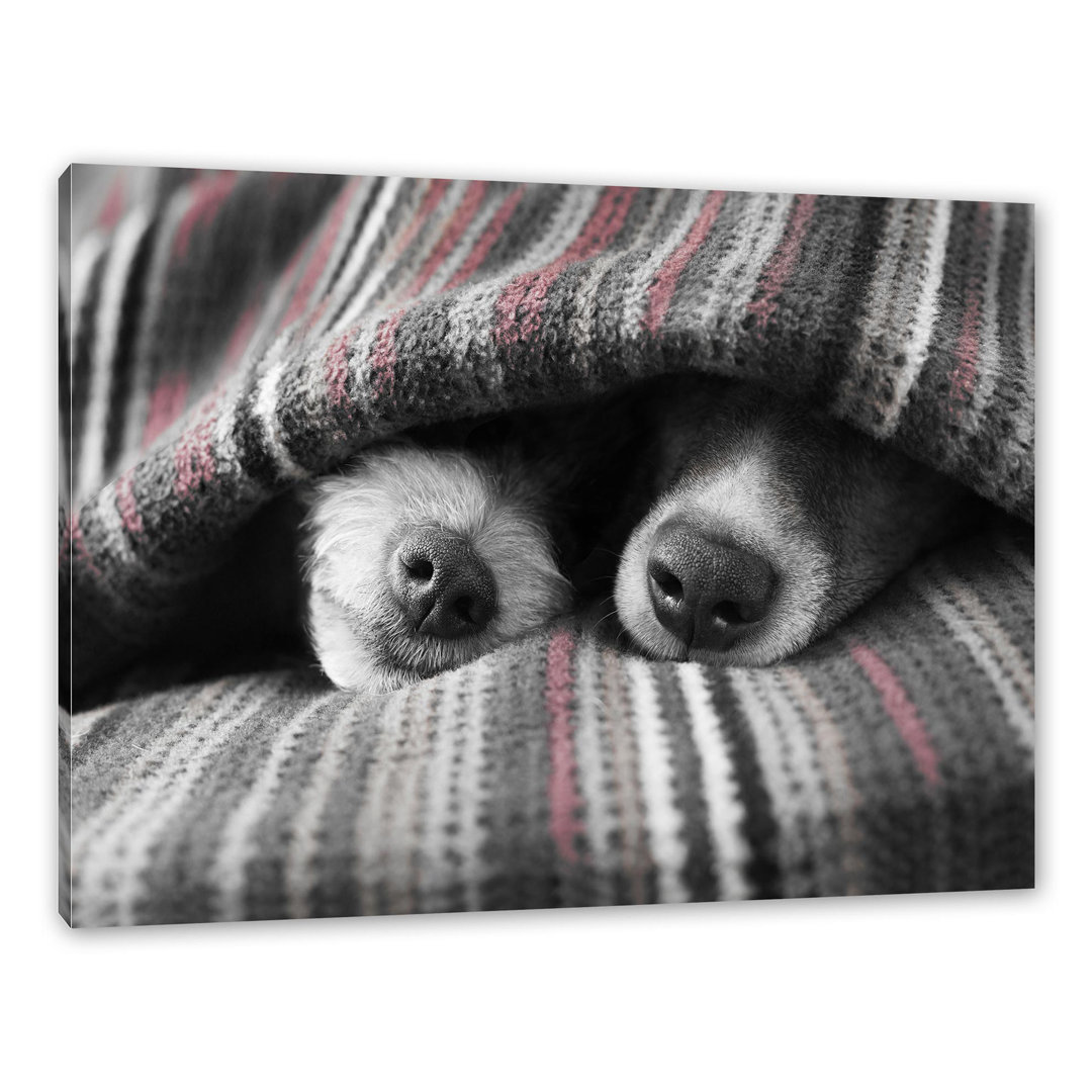 Leinwandbild Dog Snouts Under Blanket