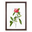 Mountain Laurel Tree Flowers by Pierre-Joseph Redoute - Picture Frame Painting Print-55581798-55581796
