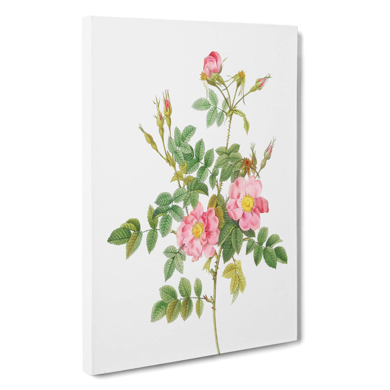 Sweet Briar Roses in Pink by Pierre-Joseph Redoute - Wrapped Canvas, 50cm H x 35cm W x 3cm D
