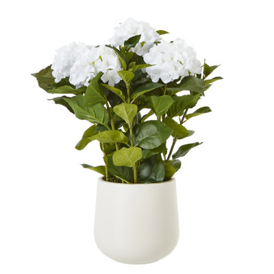 Annitta Plant in Pot