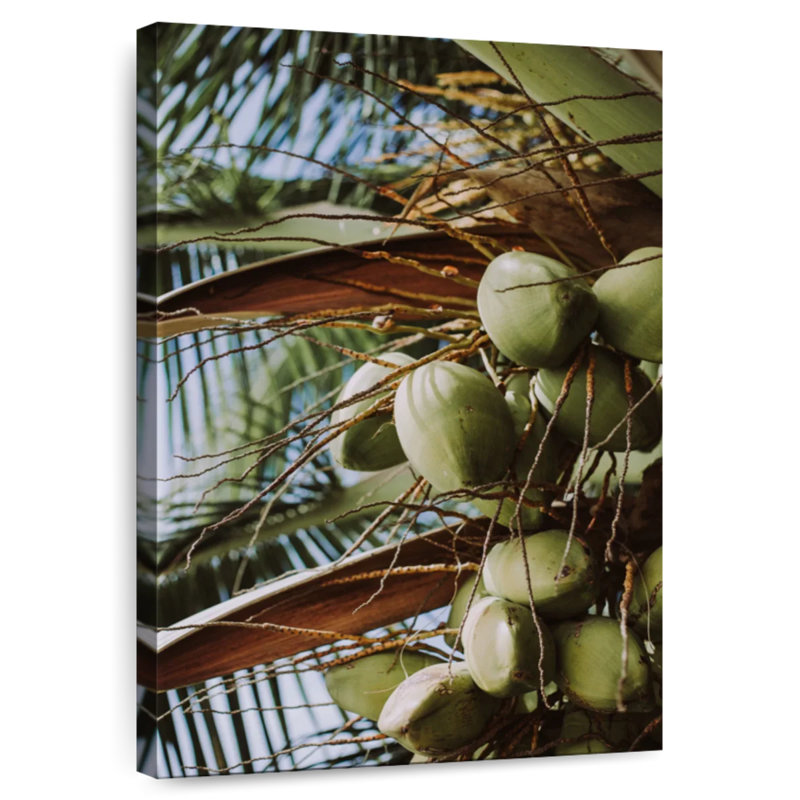 Harnek Fresh Coconuts, 39" H x 26" W