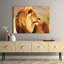 Male Lion, Namibia - Wrapped Canvas Print-262668317