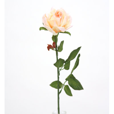 Tige de roses
