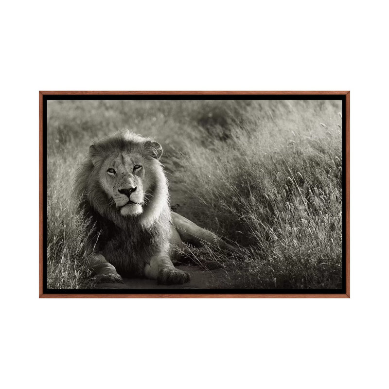 B&W Lion At Rest by Klaus Tiedge - Print on Canvas, 101.6 cm H x 66.04 cm W, Classic Brown Wood Framed