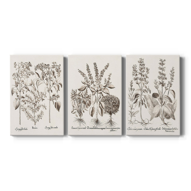 Sépia Besler Botanicals I - Toile tendue avec châssis sur mesure - 3 pièces