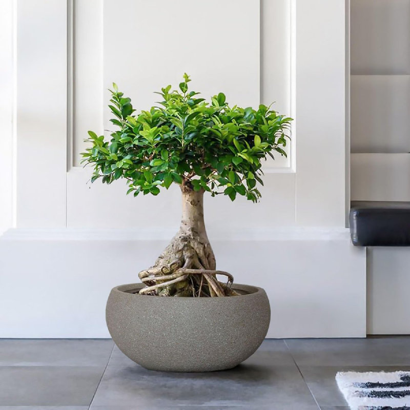 Light Concrete Bowl Planter, Frostproof Outdoor Plant Pot, Bonsai Pot, Garden Planter with Drainage Holes, Shallow Planter