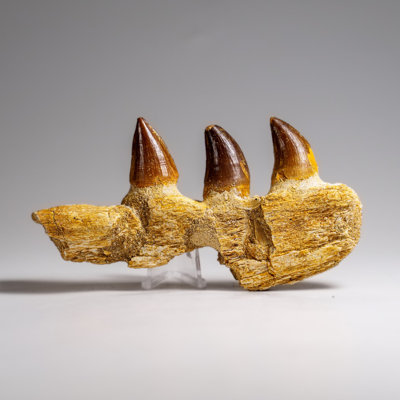 Véritable dent de mosasaur dans un os de mâchoire fossilisé (146,8 grammes)