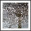 Infrared Cherry Blossoms Giclee Print by Soicher Marin Archives
