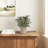 11.5'' Faux Eucalyptus Plant in Ceramic Pot