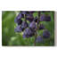 Aubergine - Cavas enveloppés de galerie-1544340825
