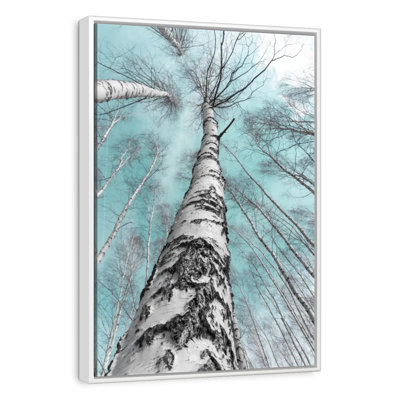 Towering Birch Trees