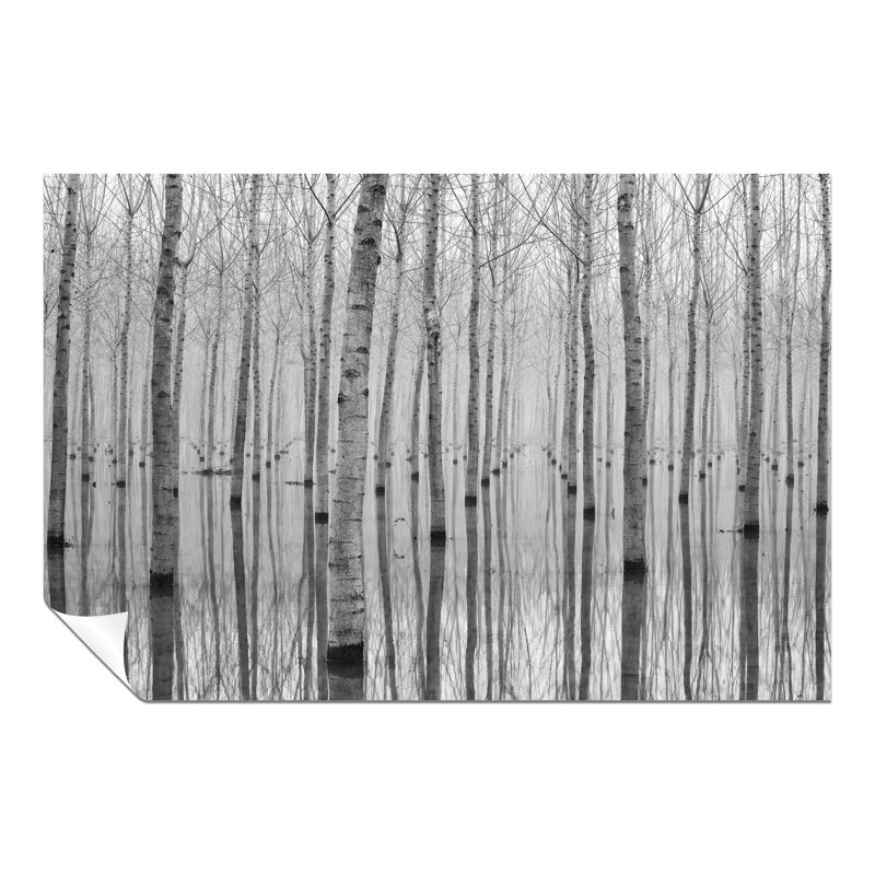 Birch Trees In November - Wrapped Canvas Print, 61cm H x 91cm W, Paper