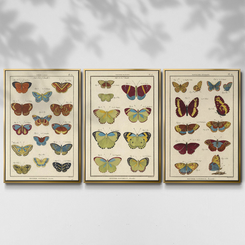 Histoire Naturelle Papillons I, ensemble de 3 toiles encadrées, Or, H 40 po x l 78 po