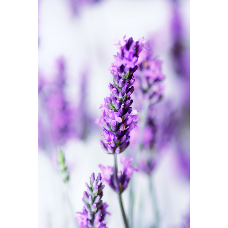 Stalks Of Lavender by KMNPhoto - Wrapped Canvas Print, 30cm H x 20cm W x 3.8cm D