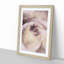 Pale Pink Rose - Framed Print-55578191-55578193