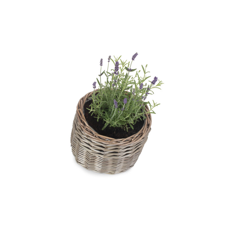 Lily Manor Wicker Planter Basket, 16cm H x 20cm W x 20cm D