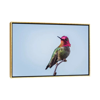 États-Unis. Washington State. Mâle, le colibri d'Anna montre son gorges iridescent. par Gary Luhm - reproduction de photo