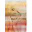 Parvez Taj - Wrapped Canvas Print-12091607