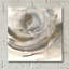 «Gold Dust Nebula II» par Chris Paschke-265444990