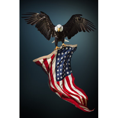 " Bald Eagle " by Kesu01