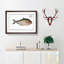 African Herring Fish by M.E. Bloch - Single Picture Frame Painting-55547779-55547775
