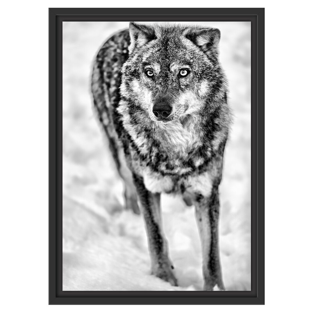 Gerahmtes Wandbild Wolf in Schneelandschaft