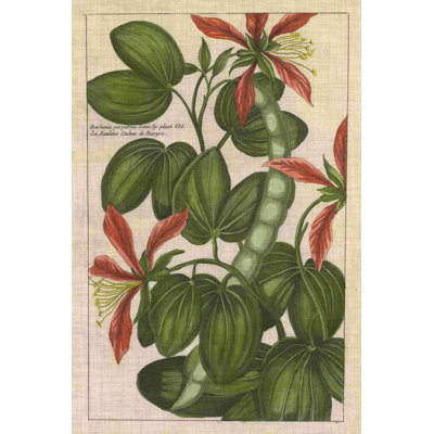 Étude botanique sur lin VI