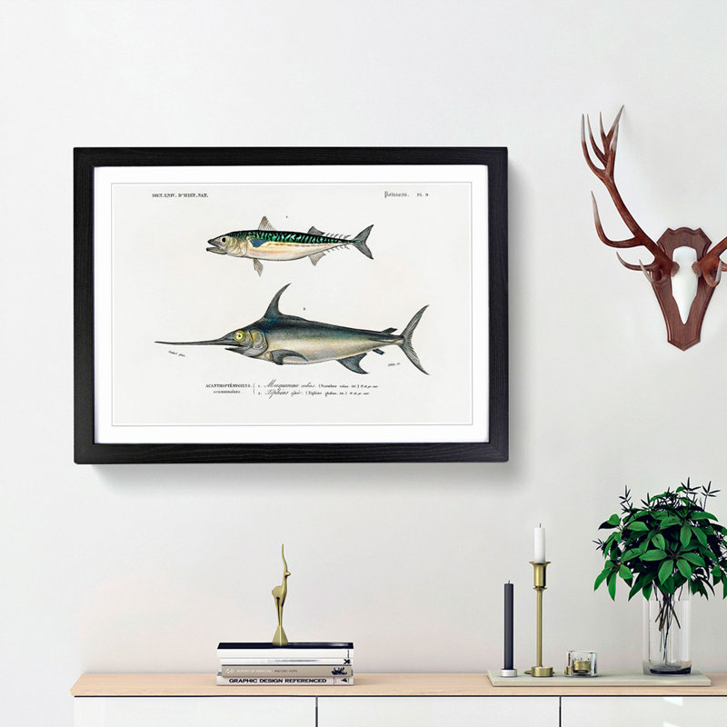 Fish Illustrations PL. 9 by Charles d' Orbigny - Picture Frame Graphic Art Print, 36cm H x 48cm W x 2cm D, Black Framed