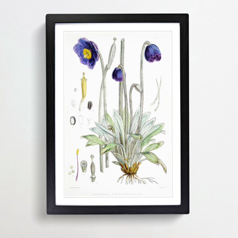 Himalayan Blue Poppy by W. H. Fitch - Picture Frame Painting Print on MDF, Black Framed, 65cm H x 48cm W x 2cm D
