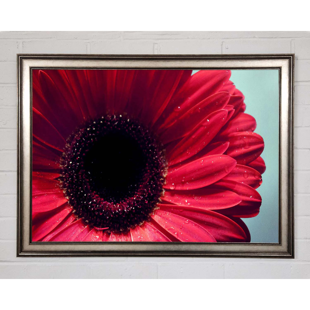 Gerbera Flower Deep Red - Einzelner Bilderrahmen Kunstdrucke