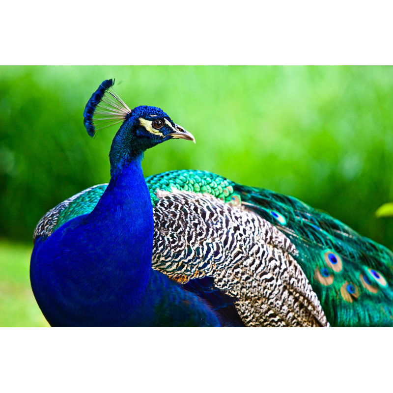 Regal Male Peacock by MissDareDevil - Wrapped Canvas Print, 76cm H x 76cm W