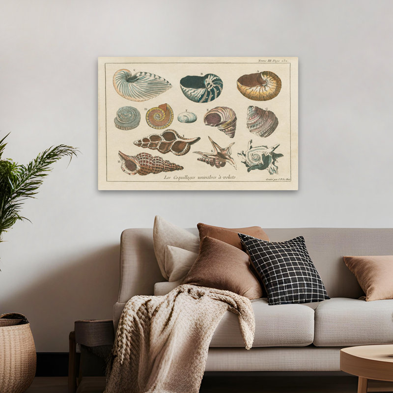 Gravures de coquillages traditionnelles et rétro I, H 48 po x l 32 po