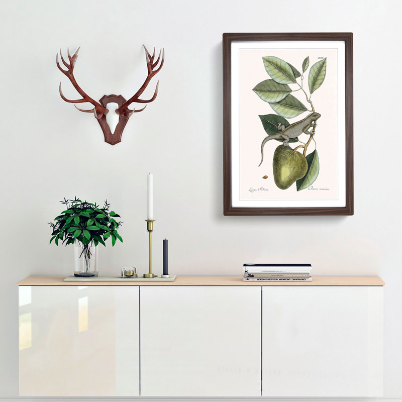 Lizard by Mark Catesby - Picture Frame Painting Print, 48cm H x 36cm W x 2cm D, Walnut Framed