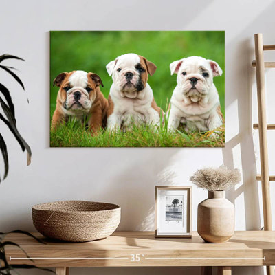 English Bulldog Puppies